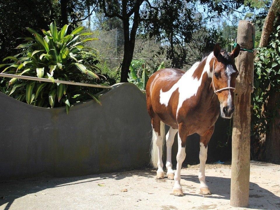 Hotel Fazenda Apm Caieiras エクステリア 写真